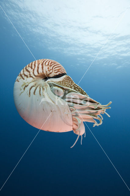 Nautilus schelp (Nautilus belauensis)