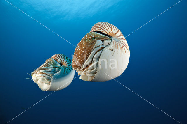 Nautilus schelp (Nautilus belauensis)