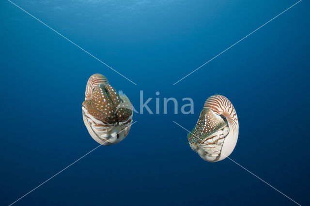 Nautilus schelp (Nautilus belauensis)