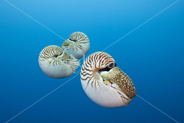 Palau nautilus