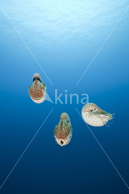 Nautilus schelp (Nautilus belauensis)