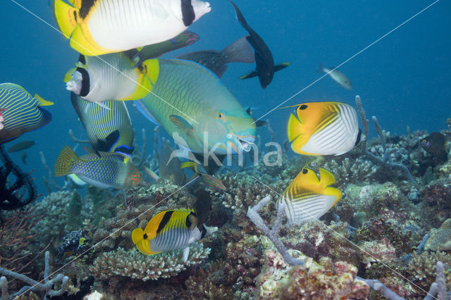 Ember parrotfish (Scarus rubroviolaceus)