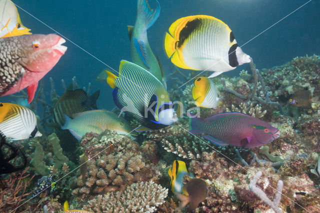 Neusbult papegaaivis (Scarus rubroviolaceus)