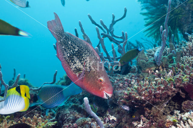 Ember parrotfish (Scarus rubroviolaceus)