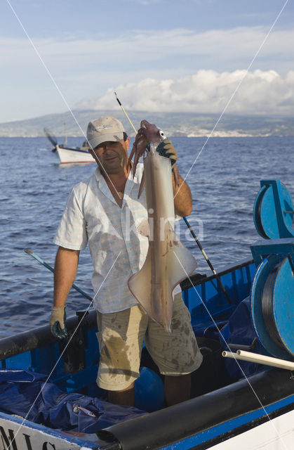 Long Finned Squid