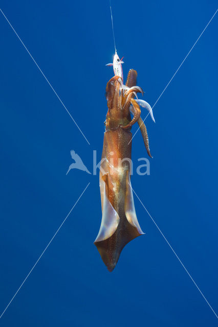 Long Finned Squid