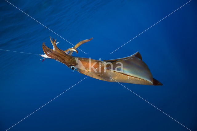 Noordse pijlinktvis (Loligo forbesii)