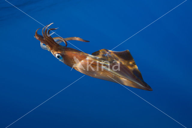 Long Finned Squid