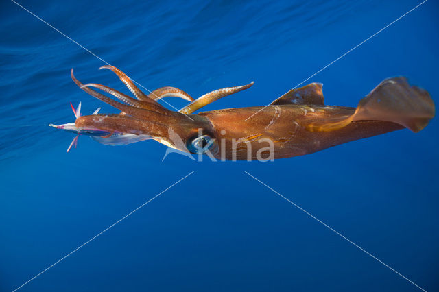 Long Finned Squid