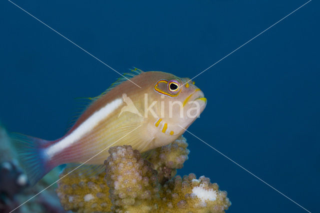 Arc-eye hawkfish (Paracirrhites arcatus)