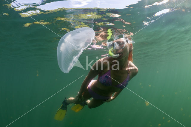 moon jelly