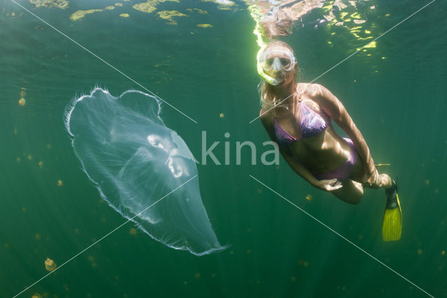 moon jelly