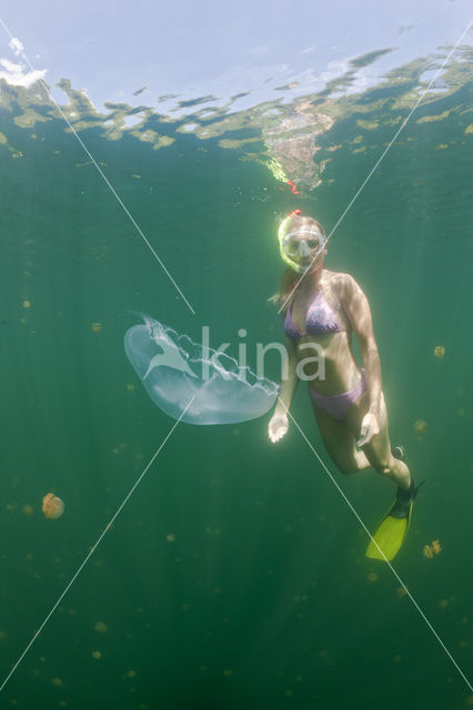 moon jelly