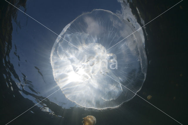 moon jelly