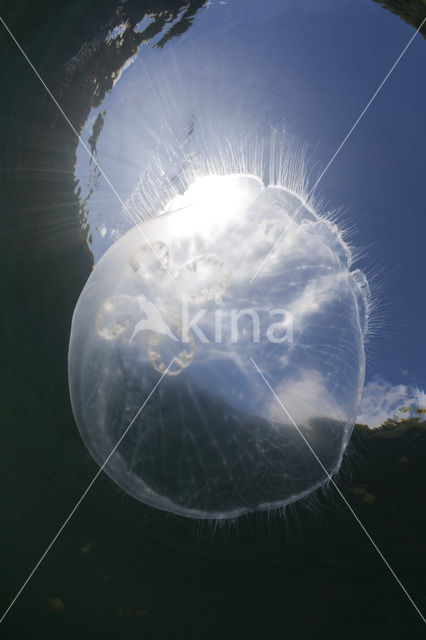 moon jelly