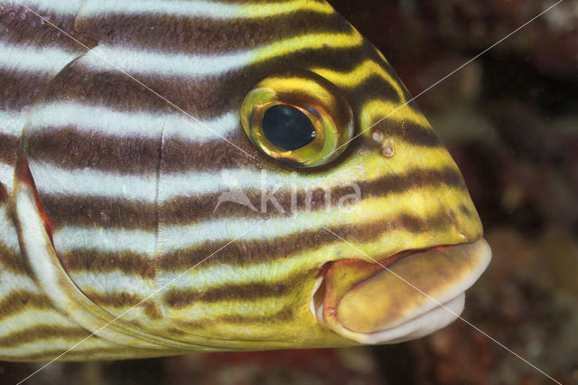 Indian Ocean oriental sweetlips (Plectorhinchus vittatus)