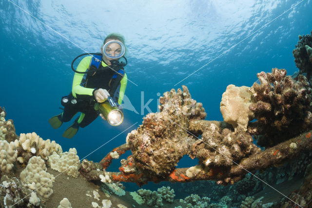 Giant Frogfish (Antennarius commersonii)