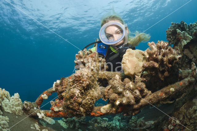 Giant Frogfish (Antennarius commersonii)