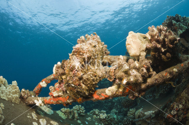 Giant Frogfish (Antennarius commersonii)