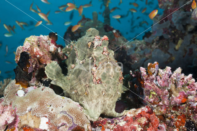 Giant Frogfish (Antennarius commersonii)