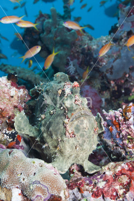 Giant Frogfish (Antennarius commersonii)