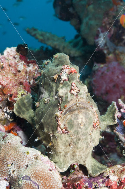 Giant Frogfish (Antennarius commersonii)