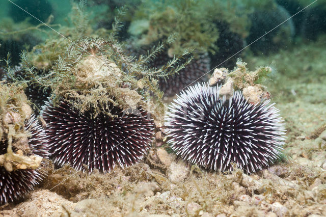 Paarse zee-egel (Sphaerechinus granularis)