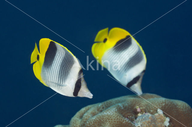 Pacific double-saddle butterflyfish (Chaetodon ulietensis)