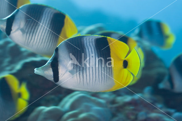 Pacific double-saddle butterflyfish (Chaetodon ulietensis)