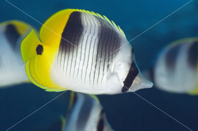 Pacific double-saddle butterflyfish (Chaetodon ulietensis)