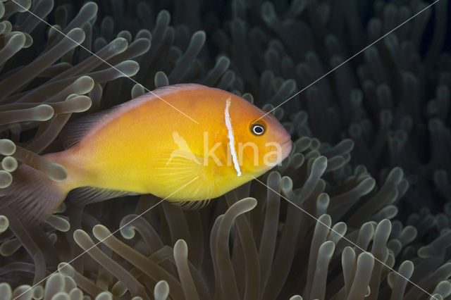 Pacific double-saddle butterflyfish (Chaetodon ulietensis)