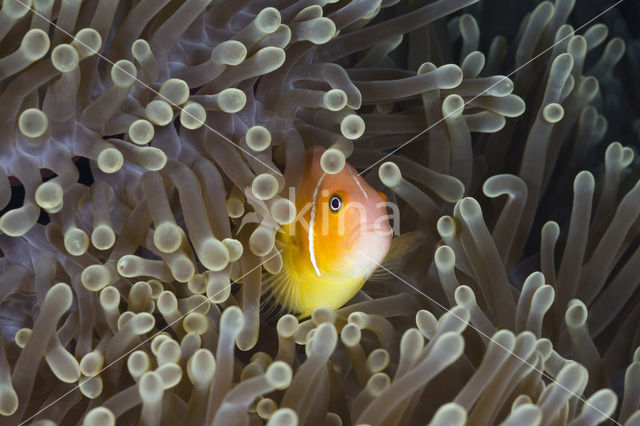 Pacific double-saddle butterflyfish (Chaetodon ulietensis)