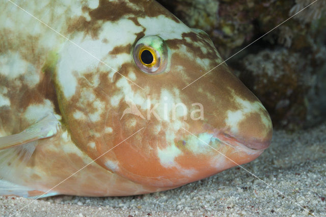 Parrotfish (Scarus spec)