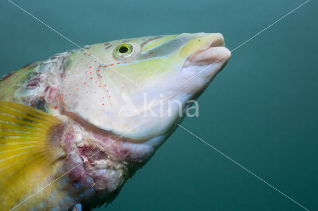 Peacock Wrasse (Symphodus tinca)