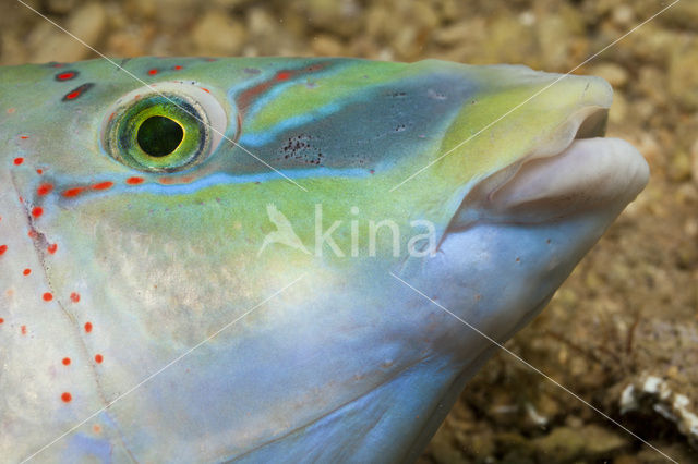 Peacock Wrasse (Symphodus tinca)