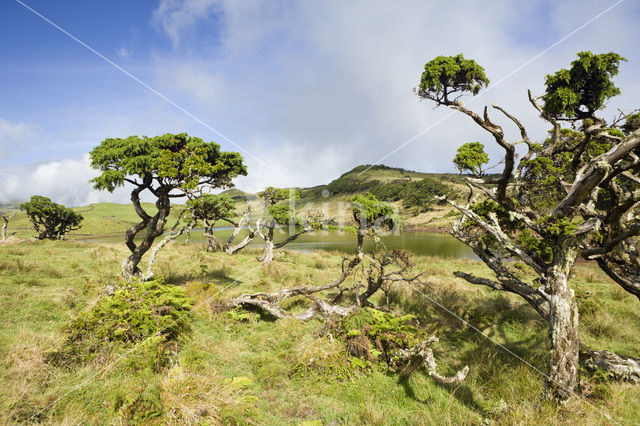 Pico Island
