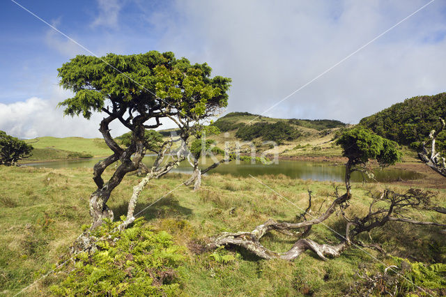 Pico Island