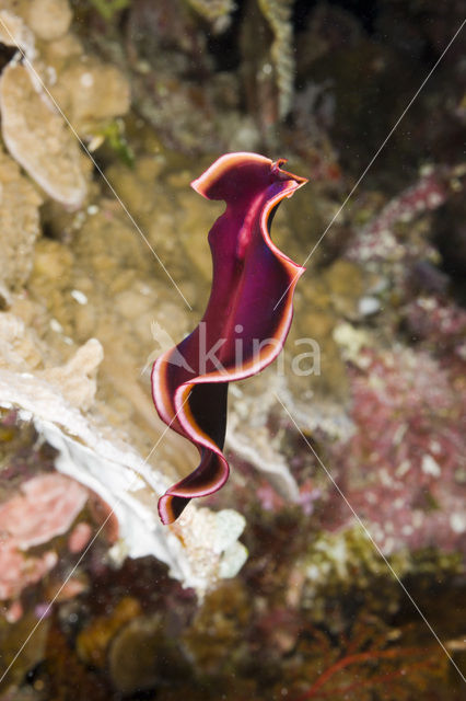 Flatworm (Pseudoceros spec)