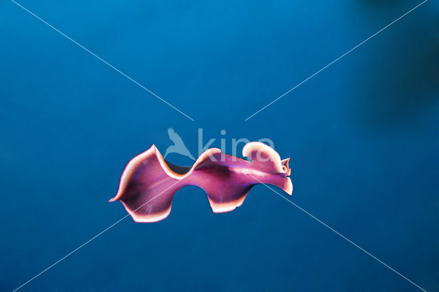 Flatworm (Pseudoceros spec)