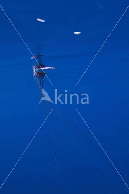 Portuguese Man-of-war (Physalia physalis)