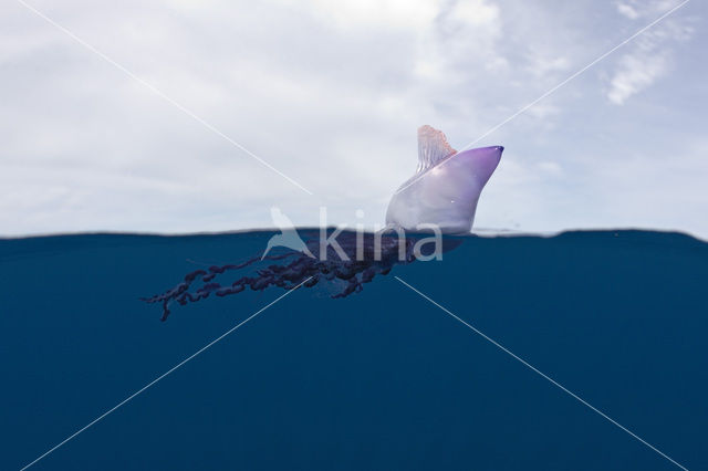 Portuguese Man-of-war (Physalia physalis)