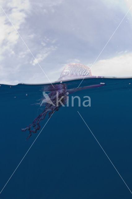 Portuguese Man-of-war (Physalia physalis)