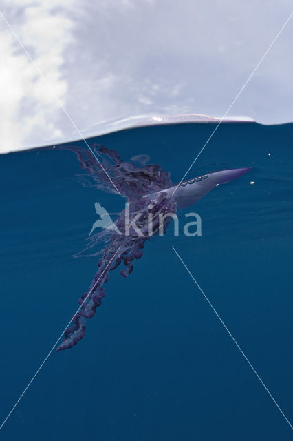 Portuguese Man-of-war (Physalia physalis)