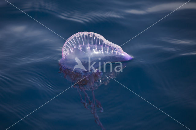 Portugees oorlogsschip (Physalia physalis)