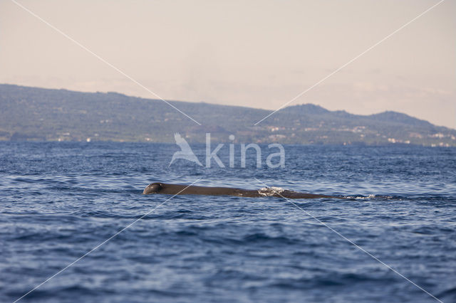 Potvis (Physeter macrocephalus)