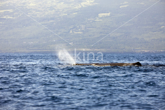 Potvis (Physeter macrocephalus)