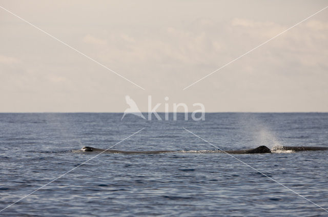 Potvis (Physeter macrocephalus)