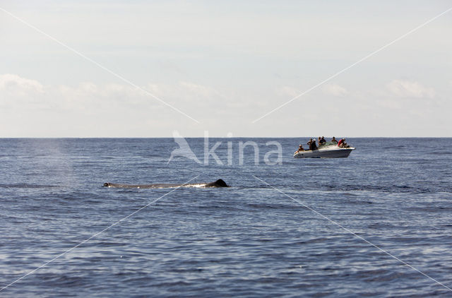 Potvis (Physeter macrocephalus)