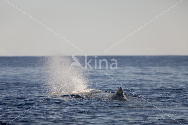 Potvis (Physeter macrocephalus)