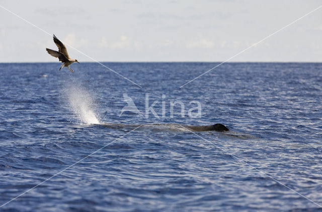 Potvis (Physeter macrocephalus)